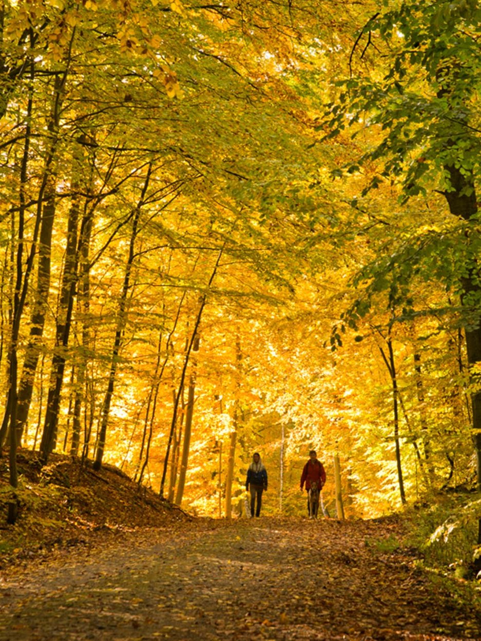 Aufnahme zweier Personen in einem Wald